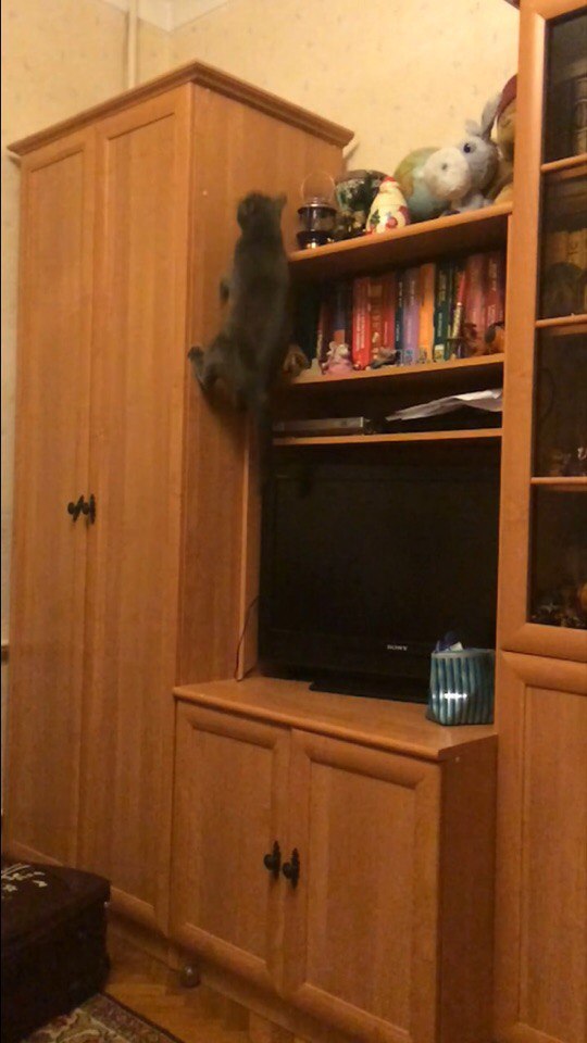 Прикольные животные