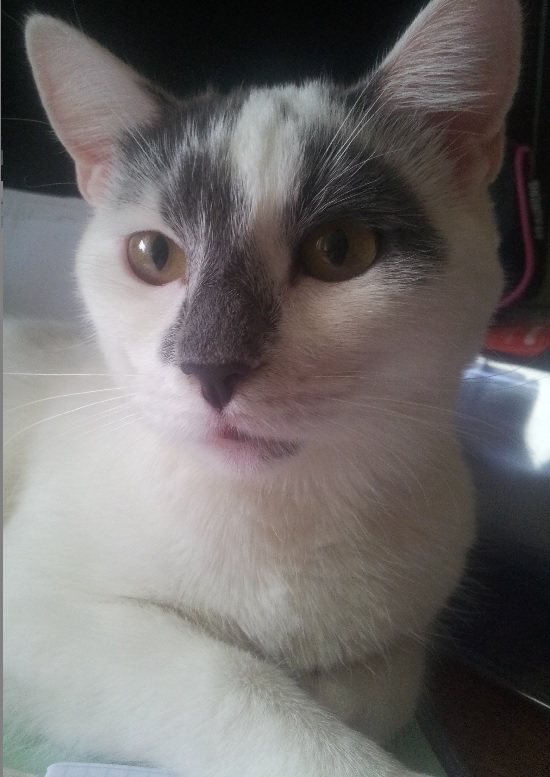 Кот грузинский