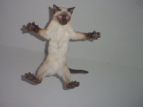 Кот Старка
