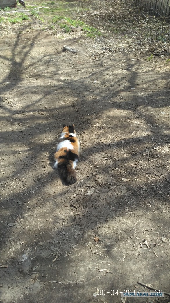 Котовторник 2.05.2017