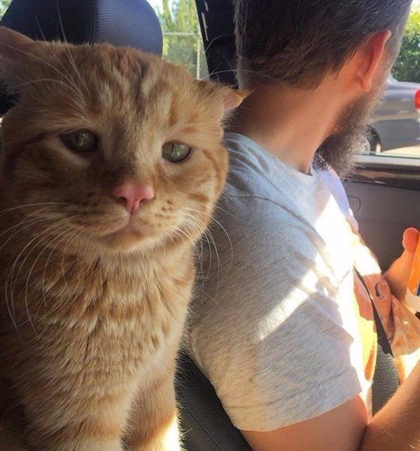 Коты и Кошки