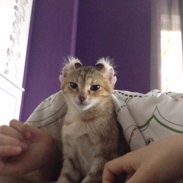 Коты и Кошки