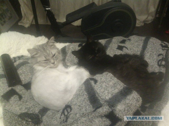 Котовторник 31.10.2017