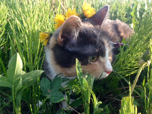 Котовторник!