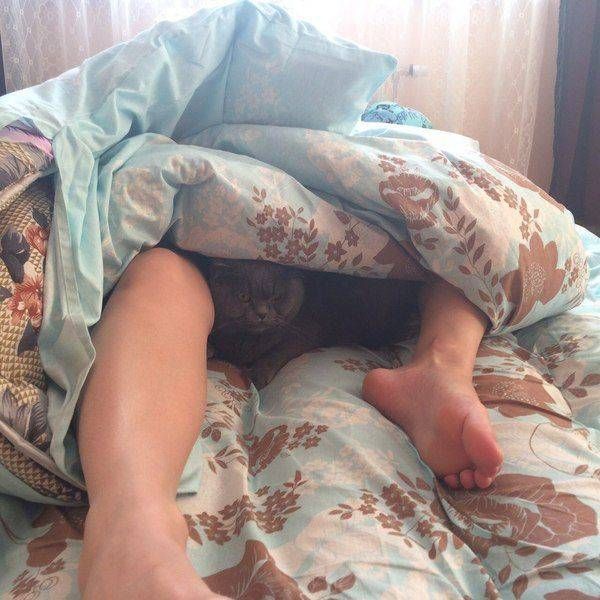 Прикольных котов пост