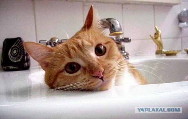 Рыжий котовторник на ЯПлакал!, Смотрим  и добавляем!