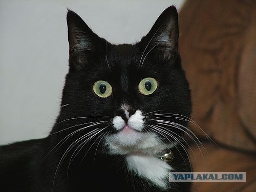 Кошак в шоке