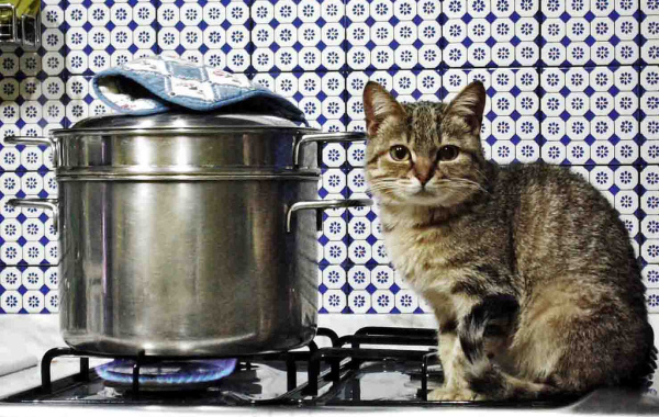 А как же котовторник?
