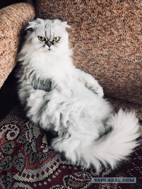 Я, кажется, перешел черту