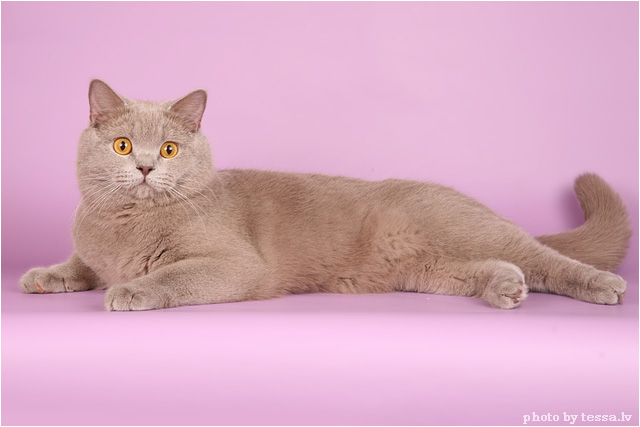 Котовторник на 6 июля
