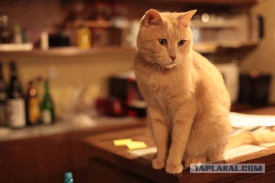 Кошачье кафе в Осаке