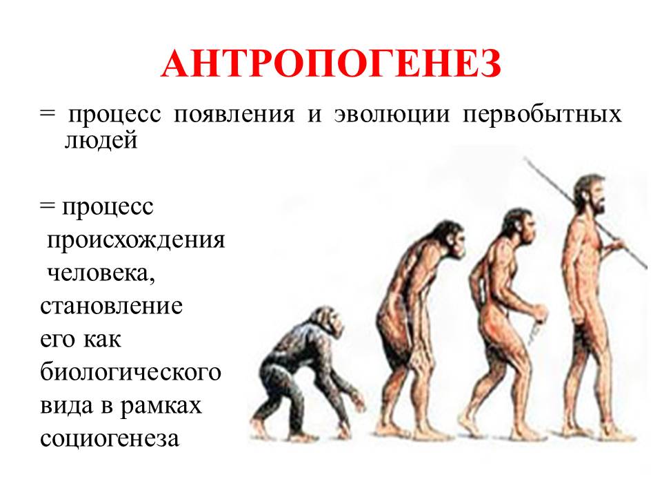 Становление человека кратко. Происхождение человека Антропогенез стадии. Эволюция антропогенеза. Антропогенез процесс эволюции. Этапы антропогенеза.