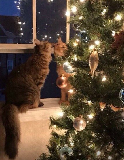 Немного милоты