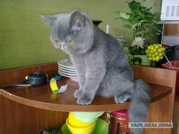 Котовторник 22.11.11