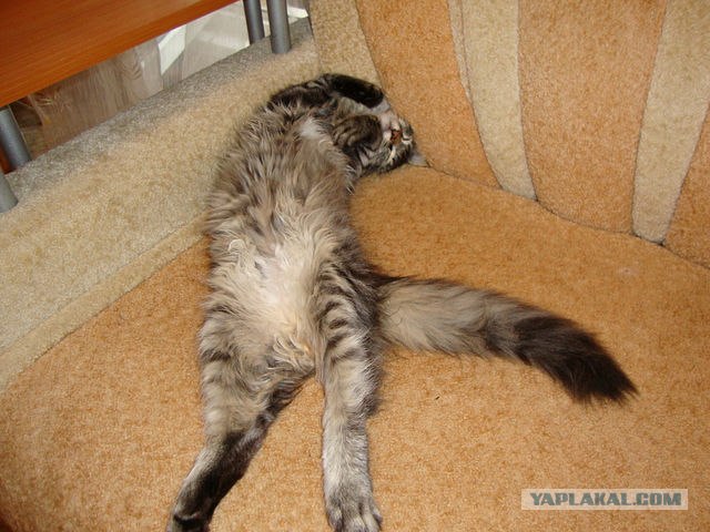 Кот всегда найдет место для сна