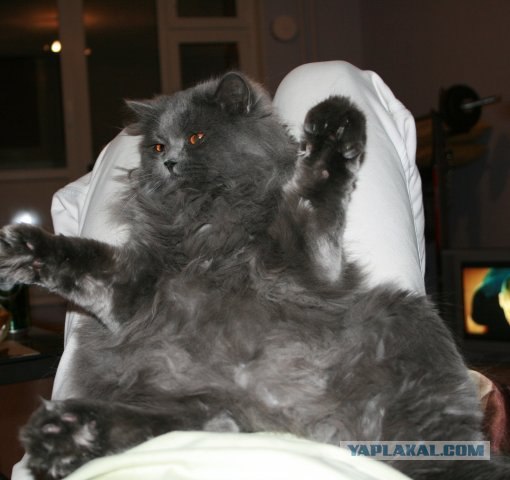 Котовторник (14.02.2012)