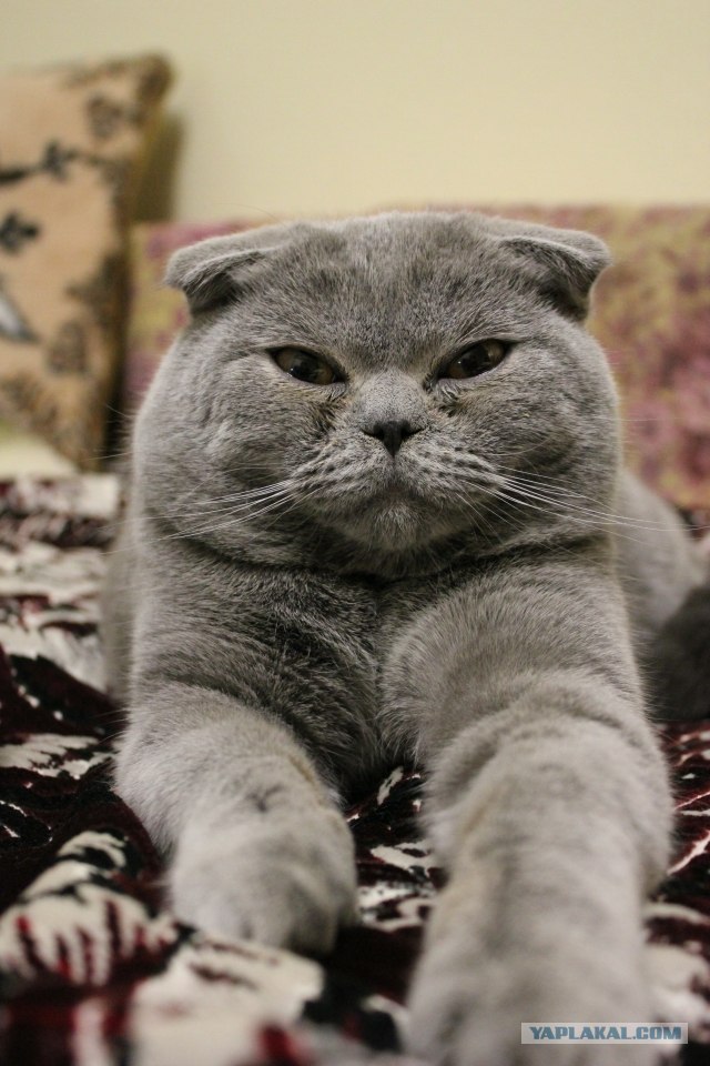Котовторник 10.04.2012