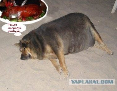 Фотожаба: О чем же думает собака?....