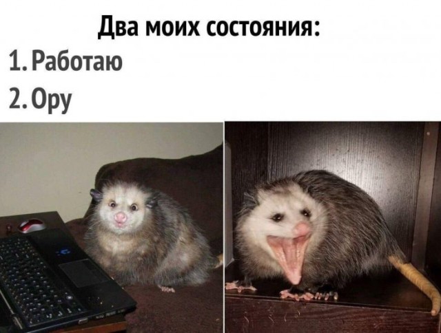 Дурацкие картинки
