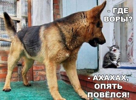 Немного мемов
