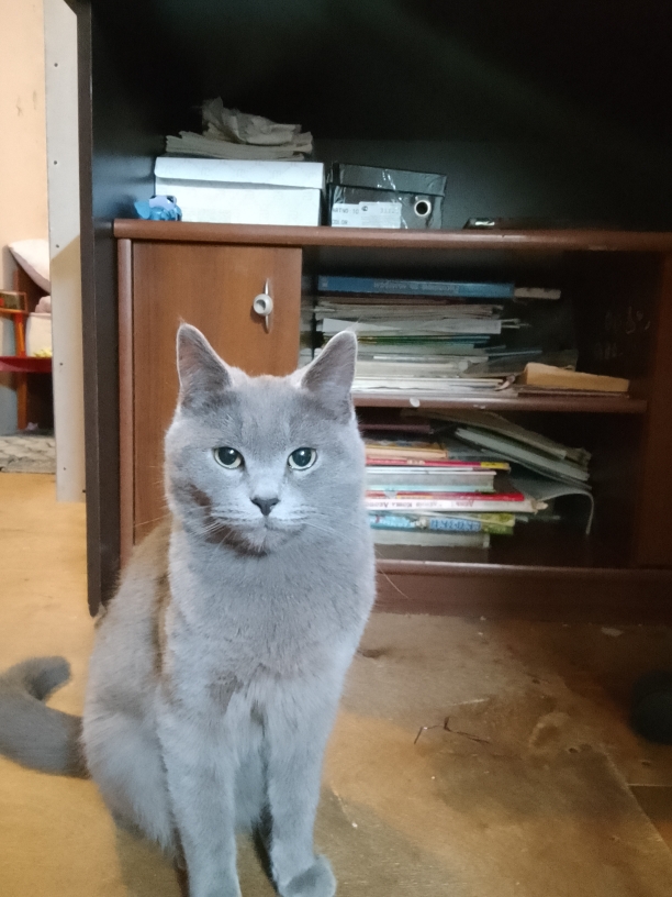 "Опытный котик"