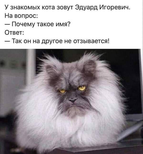 Победная поступь идиотизма по планете – том 12