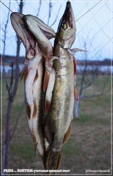 Рыба ... коптим ...