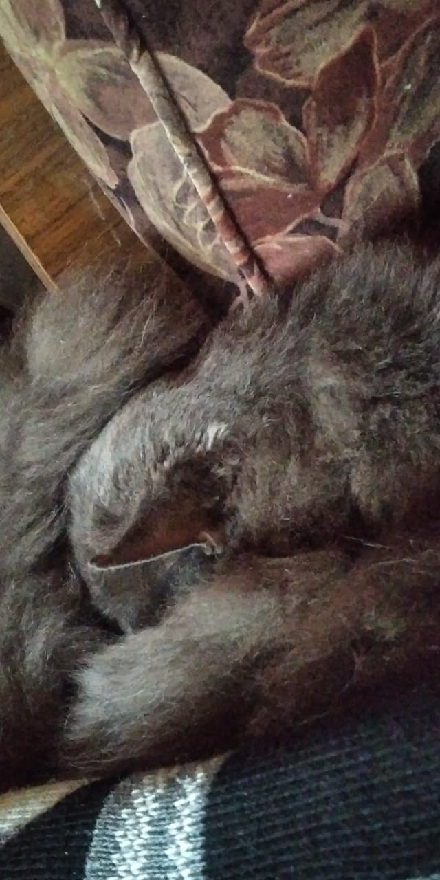 Котовторник!