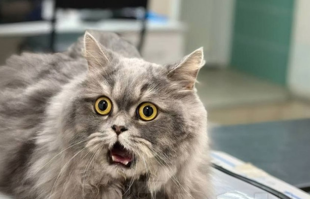 Шершавый ананас