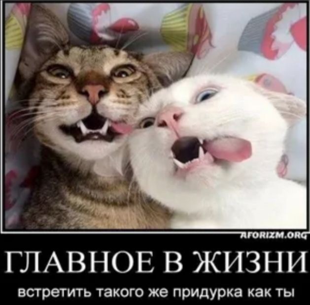 Котовторник в картинках