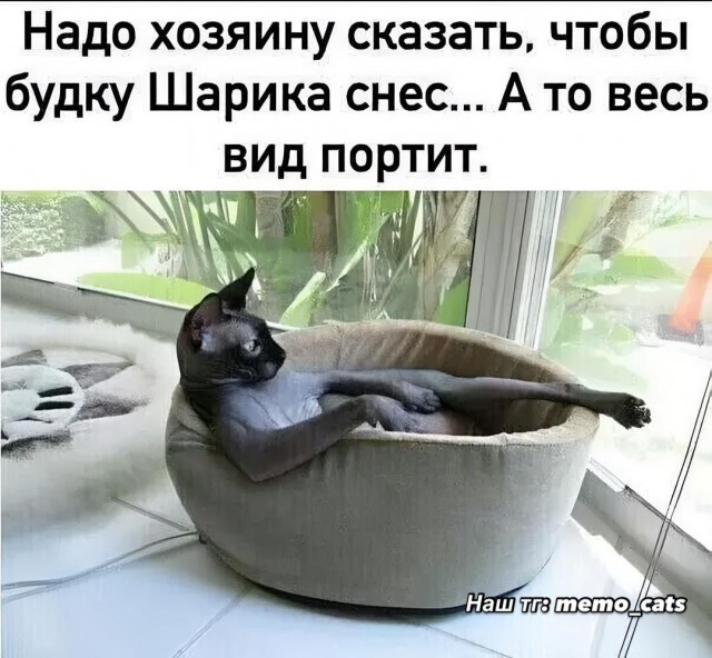 К котовторнику: подборка картинок-баянов с котиками и про котиков. Выпуск 16.