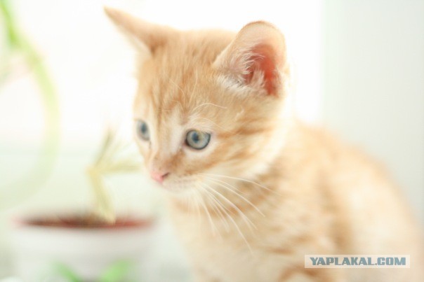 Котовторник  30.07.2013