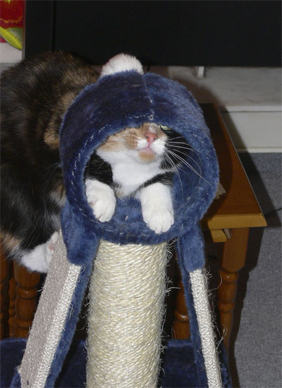 Кот в квадрате