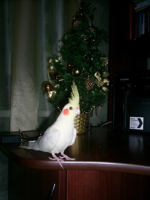 Как я попуганов размножала