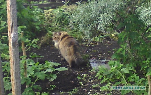 Котовторник 29.04.14.