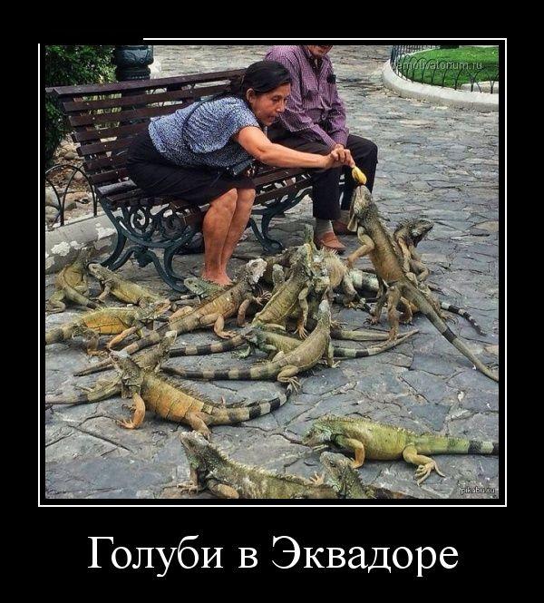 Пойдем кормить голубей?