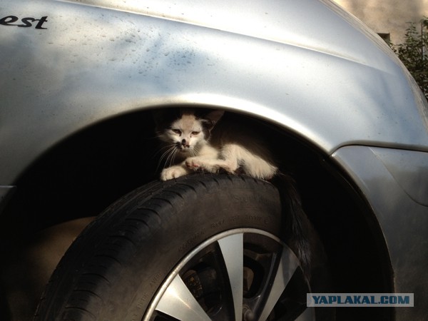 Котовторник
