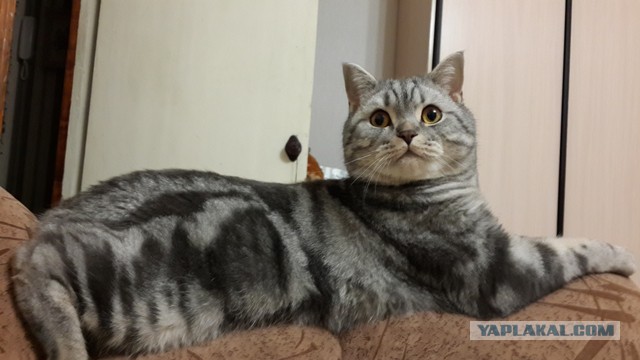 Котовторник