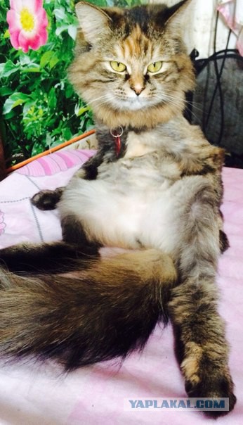 Котовторник 07 04 2015