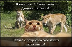 Известные котомемы.