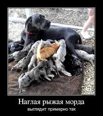Рыжий, отвали!