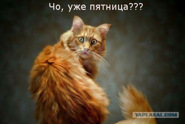 Подборка приколов на пятницу