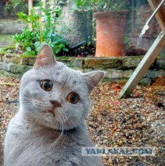Котовторник