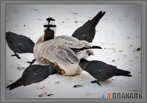 Че он делаетъ?