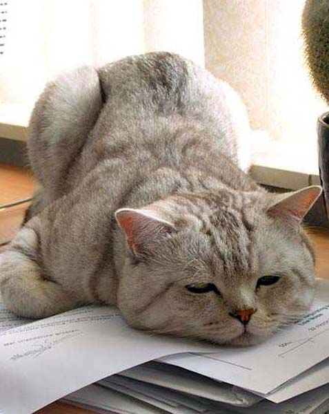 Коты, кошки, котята