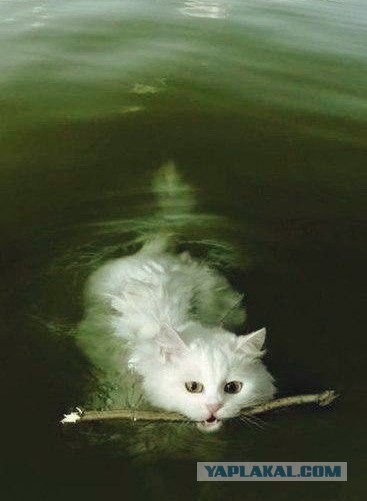 Котовторник 17.05.2016