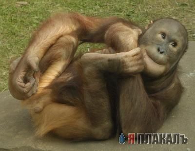 ОБЕЗЬЯНЫ. Все про обезьян