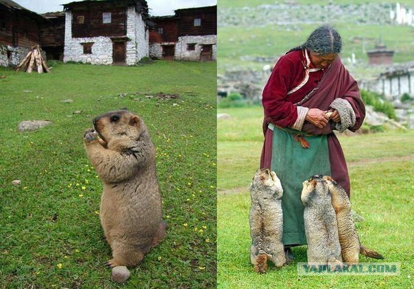 Картинки на пятницу