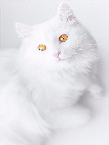 Коты из сети