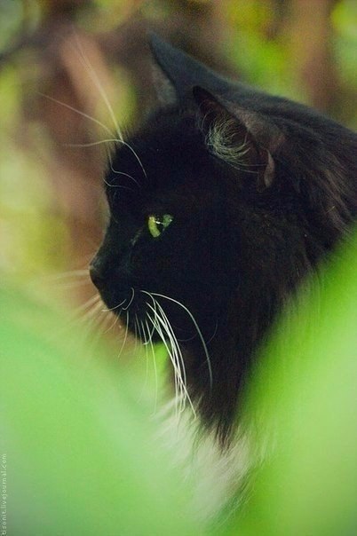 Коты из сети